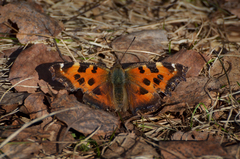 Nymphalis xanthomelas