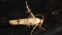 Stathmopoda tritophaea