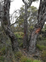 Eucalyptus staeri