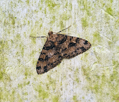 Myrioblephara sikkimensis