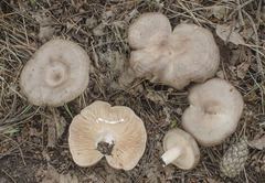 Lactarius circellatus
