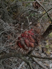 Banksia nutans