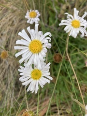 Brachyscome diversifolia