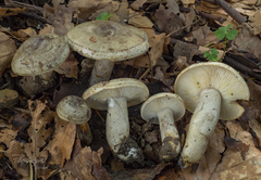 Lactarius fluens