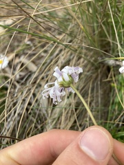 Brachyscome diversifolia