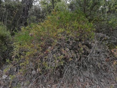 Banksia nutans