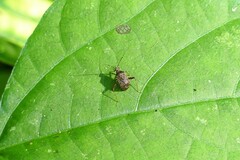 Proboscidocoris malayus