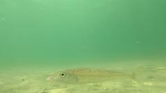 Sillaginodes punctatus