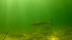 Aldrichetta forsteri