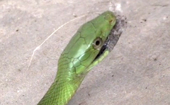 Dendroaspis angusticeps