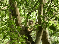 Macaca assamensis