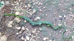 Dendroaspis angusticeps