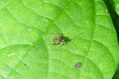 Proboscidocoris malayus