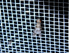 Trypetoptera punctulata