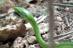 Dendroaspis angusticeps