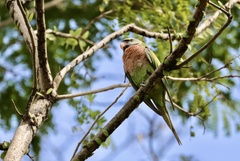 Psittacula alexandri