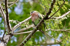 Psittacula alexandri