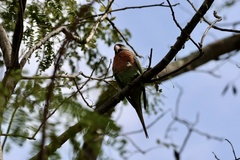 Psittacula alexandri