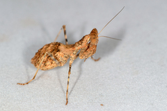 Ligariella