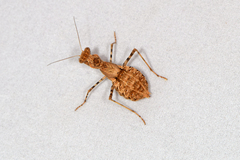 Ligariella