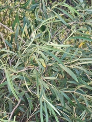 Olea europaea image