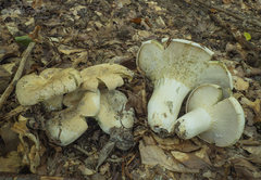 Lactifluus glaucescens