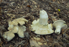 Lactifluus glaucescens