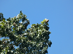 Swietenia macrophylla