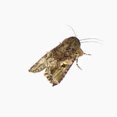 Spodoptera mauritia