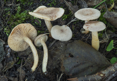 Lactarius glyciosmus