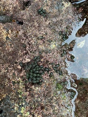 Dasycladus vermicularis