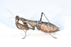 Ligariella