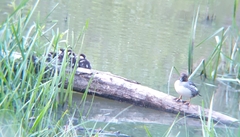 Bucephala clangula clangula