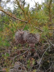 Banksia nutans