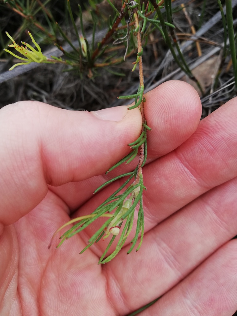 Adenanthos linearis