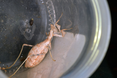 Ligariella