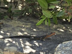 Ninurta coeruleopunctatus