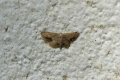 Idaea chotaria