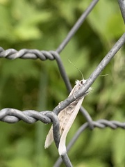 Tipanaea patulella