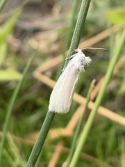 Tipanaea patulella