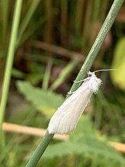 Tipanaea patulella