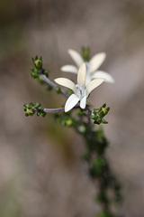 Wahlenbergia tenella