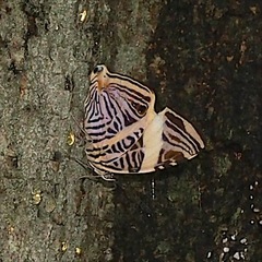 Colobura dirce dirce