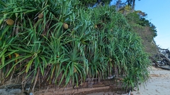 Pandanus odorifer