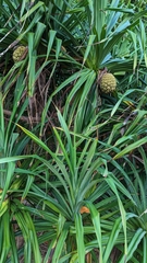 Pandanus odorifer