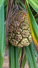 Pandanus odorifer