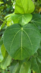Hernandia nymphaeifolia