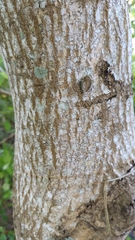 Hernandia nymphaeifolia