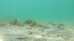 Favonigobius lateralis