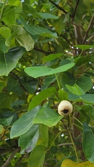 Hernandia nymphaeifolia